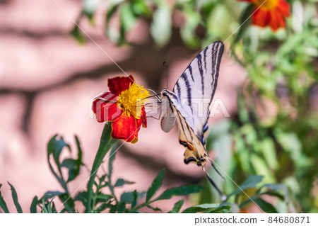 Beautiful Butterfly Scarce Swallowtail, Sail Swallowtail, Pear-tree Swallowtail, Podalirius. Latin name Iphiclides podaliriu. Butterfly collects nectar on flower. 84680871