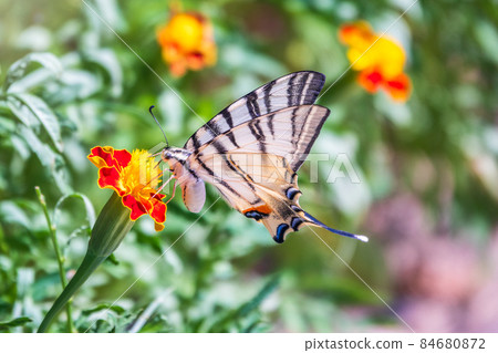 Beautiful Butterfly Scarce Swallowtail, Sail Swallowtail, Pear-tree Swallowtail, Podalirius. Latin name Iphiclides podaliriu. Butterfly collects nectar on flower. 84680872