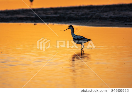 Water bird pied avocet, Recurvirostra avosetta, standing in the water in orange sunset light. The pied avocet is a large black and white wader with long, upturned beak Water bird pied avocet, Recurvirostra avosetta, standing in the water in orange sunset light. The pied avocet is a large black and white wader with long, upturned beak 84680933