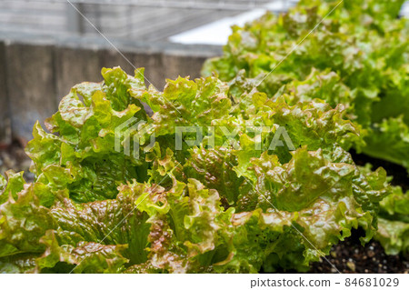 Sunny lettuce cultivated in the vegetable garden 84681029