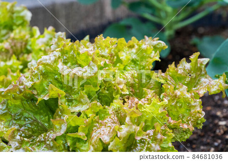 Sunny lettuce cultivated in the vegetable garden Sunny lettuce cultivated in the vegetable garden 84681036