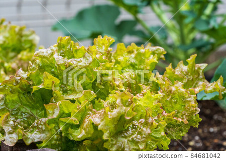 在菜園裡種植的陽光生菜 在菜園裡種植的陽光生菜 84681042