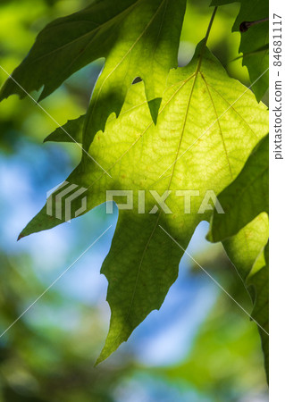 Green Leaves of Pltatanus oreintalis tree in sunset light Green Leaves of Pltatanus oreintalis tree in sunset light 84681117
