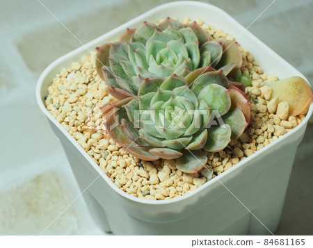 多肉植物自己扔 多肉植物自己扔 84681165