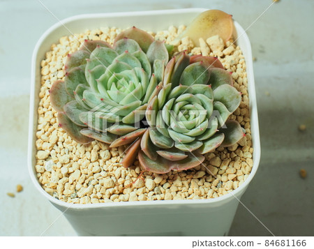 多肉植物自己扔 多肉植物自己扔 84681166