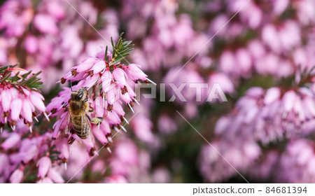 Pink Erica Carnea flowers (Winter Hit) and a working bee in a spring garden Pink Erica Carnea flowers (Winter Hit) and a working bee in a spring garden 84681394