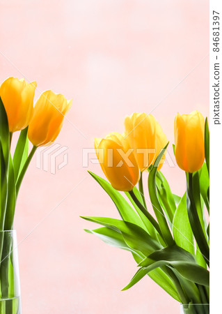 Bouquet of yellow tulips lit by sunlight on a pink background. Perfect for greeting card. Bouquet of yellow tulips lit by sunlight on a pink background. Perfect for greeting card. 84681397