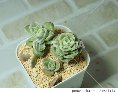 多肉植物可愛的玫瑰 多肉植物可愛的玫瑰 84681413