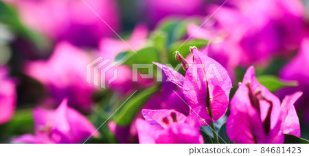 Pink Begonville flowers in sunny day. Mediterranean plants in the garden. Floral background. High quality photo 84681423