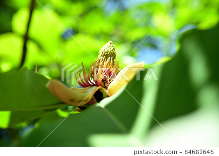 荷巴樹花 84681648