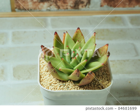 多肉植物 Agaboides Maria 84681699