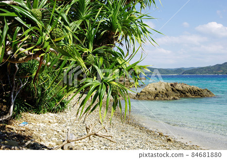 奄美市龍鄉町倉崎海岸的阿丹殖民地 84681880