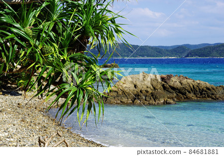 奄美市龍鄉町倉崎海岸的阿丹殖民地 84681881