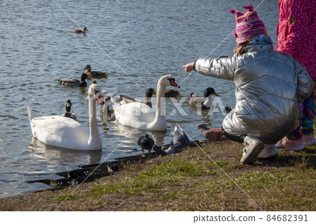 The girl points to a swan, on the shore of a pond. Two swans on the water. The girl points to a swan, on the shore of a pond. Two swans on the water. 84682391