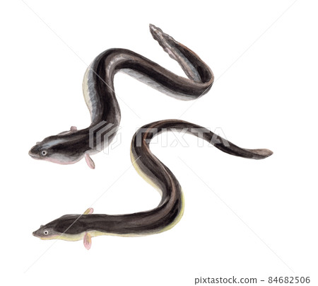 Hand drawn watercolor of eel 84682506