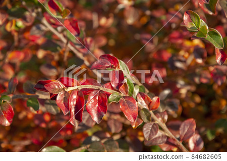 Bright orange and red leaves on a bush Bright orange and red leaves on a bush 84682605