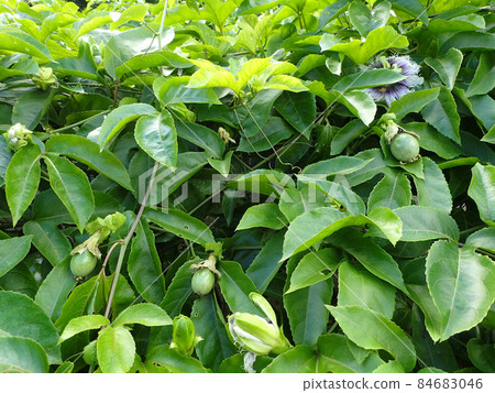 Fruiting of passion fruit 84683046