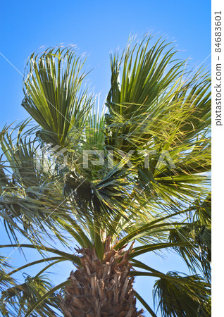 Beautiful palm tree leaves under blue sky Beautiful palm tree leaves under blue sky 84683601
