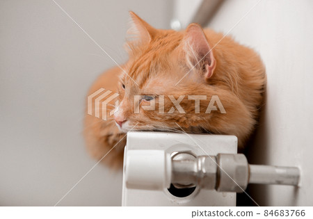 Red cat relaxing on a warm radiator 84683766