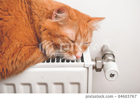 Red cat pet relaxing on a warm radiator 84683767