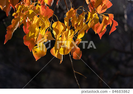 Autumn scene F 84683862