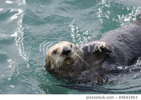 Sea otter 84683863