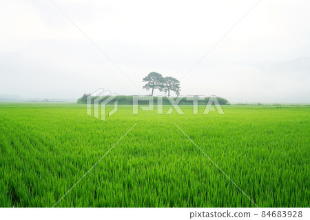 Couple song 84683928