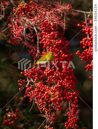 Red fruit and white-eye 84684154