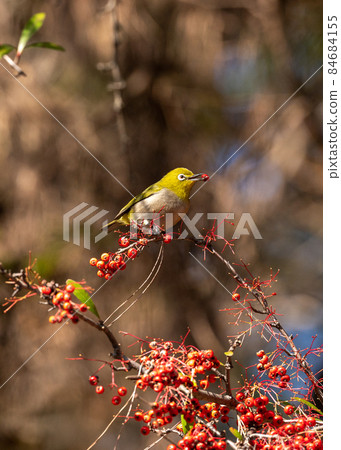 Red fruit and white-eye Red fruit and white-eye 84684155