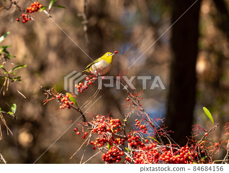 Red fruit and white-eye 84684156