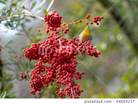 Red fruit and white-eye Red fruit and white-eye 84684217