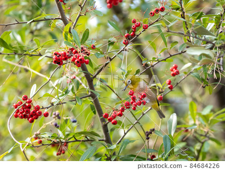 Red fruit and white-eye 84684226