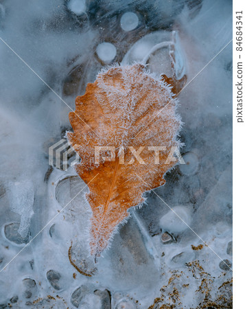 冷凍的葉子 冷凍的葉子 84684341