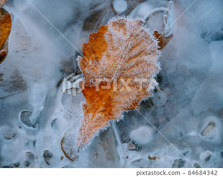 Frozen leaves Frozen leaves 84684342