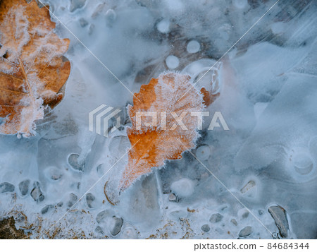 Frozen leaves 84684344