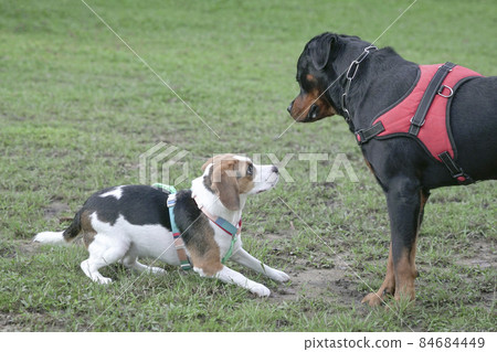 Two dogs meet and get to know each other. 84684449