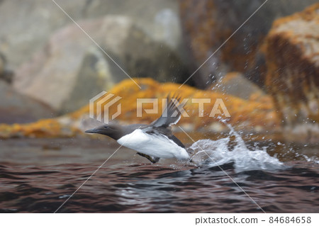 鳩 鳩 84684658