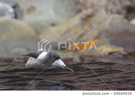 鳩 鳩 84684659