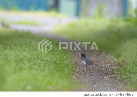 黑色木.. 84684662