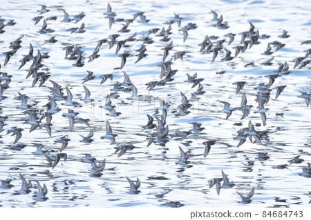 浣熊葉甲蟲 84684743