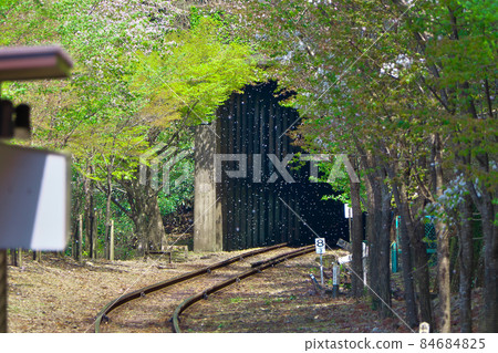 Torokko Hozukyo站附近的Sakura Fubuki / Sagano Sightseeing Railway Torokko Hozukyo站附近的Sakura Fubuki / Sagano Sightseeing Railway 84684825