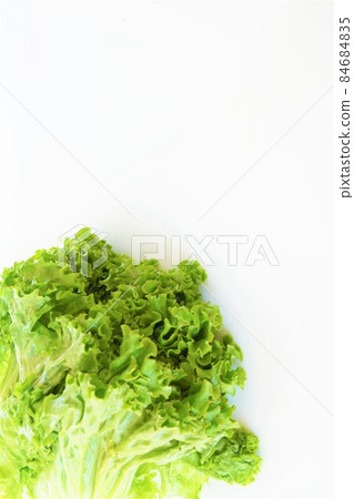 陽光生菜 陽光生菜 84684835