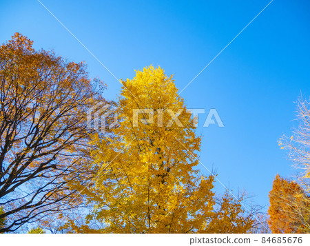 Ginkgo is colored yellow leaves 84685676