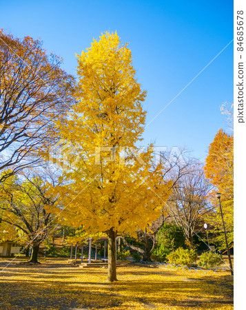 銀杏是彩色的黃葉 84685678