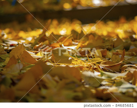 Ginkgo is colored yellow leaves 84685681