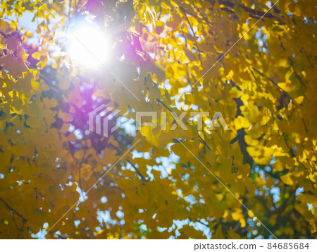 Ginkgo is colored yellow leaves Ginkgo is colored yellow leaves 84685684