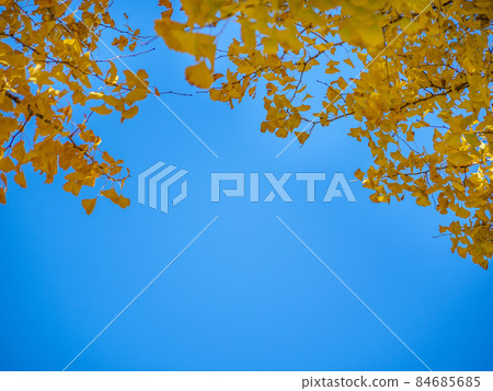 Ginkgo is colored yellow leaves Ginkgo is colored yellow leaves 84685685