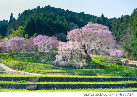 奈良縣宇田市的又平櫻盛開 奈良縣宇田市的又平櫻盛開 84685724