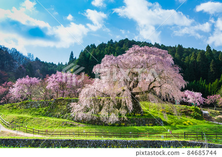 Matabei Zakura in full bloom in Uda City, Nara Prefecture Matabei Zakura in full bloom in Uda City, Nara Prefecture 84685744