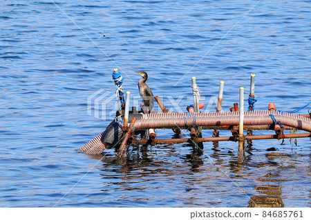 A Japanese cormorant resting at the beach. At Kesennuma Bay in Kesennuma City, Miyagi Prefecture. A Japanese cormorant resting at the beach. At Kesennuma Bay in Kesennuma City, Miyagi Prefecture. 84685761